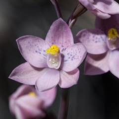 Thelymitra x irregularis at Murrumbateman, NSW - suppressed