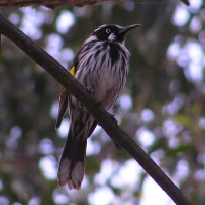 Phylidonyris novaehollandiae (New Holland Honeyeater) at Acton, ACT - 11 Oct 2017 by MatthewFrawley