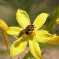 Lasioglossum (Callalictus) callomelittinum (Halictid bee) at Acton, ACT - 10 Oct 2017 by MatthewFrawley