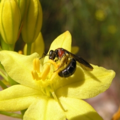 Lasioglossum (Callalictus) callomelittinum at Acton, ACT - 11 Oct 2017