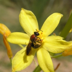 Lasioglossum (Callalictus) callomelittinum at Acton, ACT - 11 Oct 2017