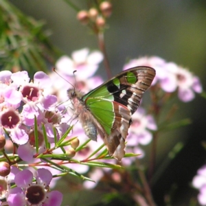 Graphium macleayanum at Acton, ACT - 11 Oct 2017