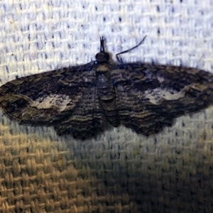 Chloroclystis filata at O'Connor, ACT - 10 Oct 2017 09:28 PM