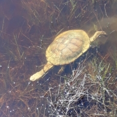 Chelodina longicollis (Eastern Long-necked Turtle) at Moncrieff, ACT - 11 Oct 2017 by Anthonyharvey