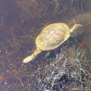 Chelodina longicollis at Moncrieff, ACT - 11 Oct 2017 12:24 PM