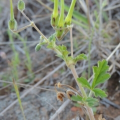 Erodium crinitum (Native Crowfoot) at Molonglo River Reserve - 3 Oct 2017 by michaelb