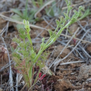 Daucus glochidiatus at Molonglo River Reserve - 3 Oct 2017 06:58 PM