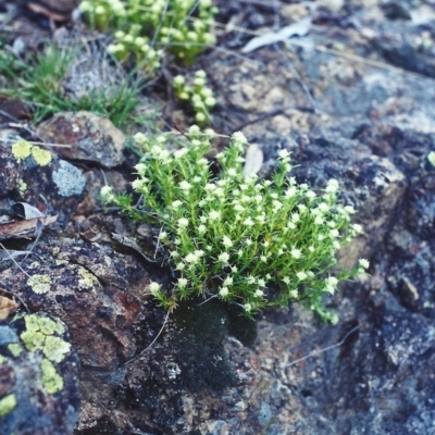 Scleranthus diander (Many-flowered Knawel) at Theodore, ACT - 23 Oct 2001 by michaelb