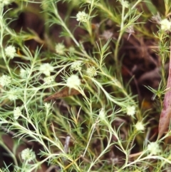 Scleranthus diander (Many-flowered Knawel) at Tuggeranong Hill - 23 Nov 1999 by michaelb