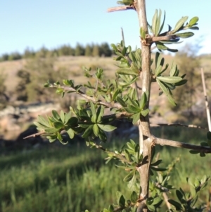 Lycium ferocissimum at Molonglo River Reserve - 3 Oct 2017