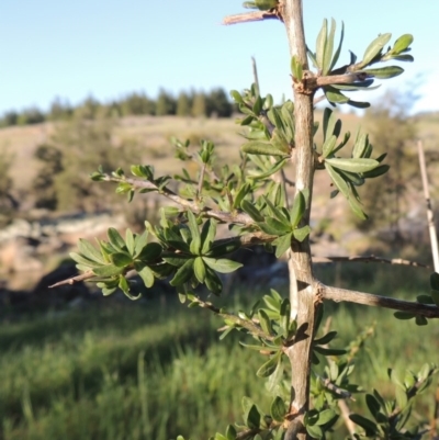 Lycium ferocissimum (African Boxthorn) at Molonglo Valley, ACT - 3 Oct 2017 by michaelb