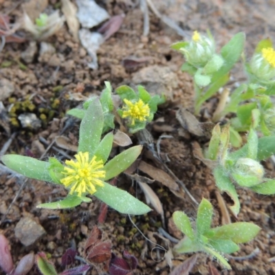 Triptilodiscus pygmaeus (Annual Daisy) at Molonglo River Reserve - 3 Oct 2017 by michaelb