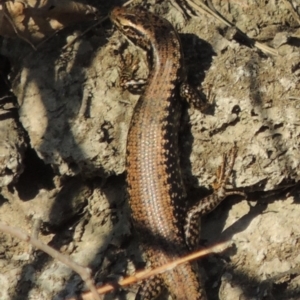 Eulamprus heatwolei at Molonglo River Reserve - 3 Oct 2017 05:39 PM