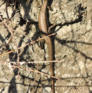 Eulamprus heatwolei at Molonglo River Reserve - 3 Oct 2017 05:39 PM