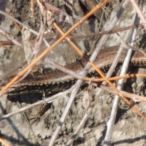 Eulamprus heatwolei at Molonglo River Reserve - 3 Oct 2017 05:39 PM