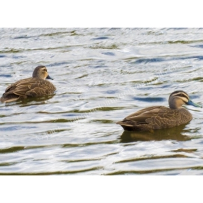 Anas superciliosa (Pacific Black Duck) at Millingandi, NSW - 5 Sep 2017 by JulesPhotographer