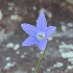 Wahlenbergia sp. (Bluebell) at Molonglo Valley, ACT - 3 Oct 2017 by MichaelBedingfield