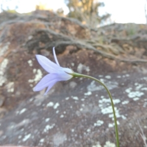 Wahlenbergia sp. at Molonglo River Reserve - 3 Oct 2017 06:35 PM