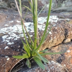 Wahlenbergia sp. at Molonglo River Reserve - 3 Oct 2017 06:35 PM