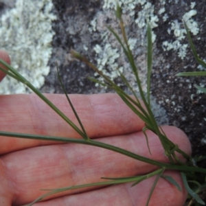 Wahlenbergia sp. at Molonglo River Reserve - 3 Oct 2017 06:35 PM