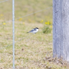 Lalage tricolor (White-winged Triller) at Millingandi, NSW - 6 Sep 2017 by JulesPhotographer