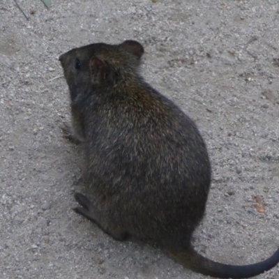 Potorous tridactylus (Long-nosed Potoroo) at Paddys River, ACT - 12 Jul 2017 by Christine