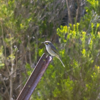 Caligavis chrysops (Yellow-faced Honeyeater) at Millingandi, NSW - 9 Oct 2017 by JulesPhotographer