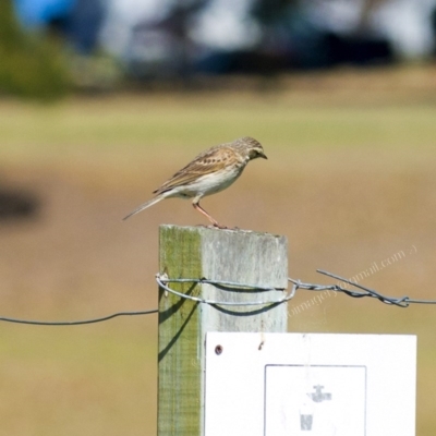 Anthus australis (Australian Pipit) at Millingandi, NSW - 9 Oct 2017 by JulesPhotographer