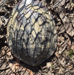 Chelodina longicollis (Eastern Long-necked Turtle) at Mulligans Flat - 11 Oct 2017 by CedricBear