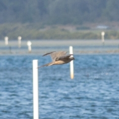 Accipiter fasciatus (Brown Goshawk) at Millingandi, NSW - 22 Sep 2017 by JulesPhotographer