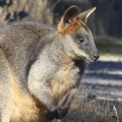 Wallabia bicolor (Swamp Wallaby) at Gungahlin, ACT - 17 Jun 2017 by Christine