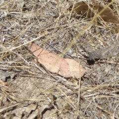 Goniaea australasiae (Gumleaf grasshopper) at Denman Prospect 2 Estate Deferred Area (Block 12) - 13 Jan 2017 by Christine