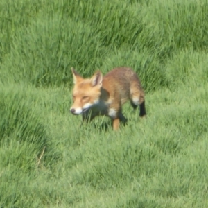 Vulpes vulpes at Fyshwick, ACT - 15 Jan 2017 12:00 AM