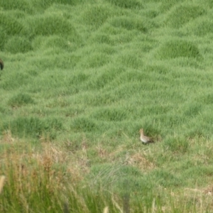 Vulpes vulpes at Fyshwick, ACT - 15 Jan 2017 12:00 AM