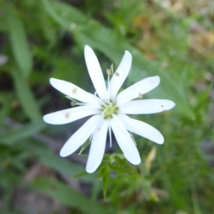 Stellaria pungens at Cotter River, ACT - 17 Jan 2017 12:00 AM