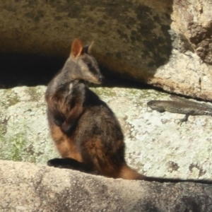 Petrogale penicillata at Paddys River, ACT - 21 Jan 2017