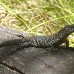 Egernia cunninghami (Cunningham's Skink) at Paddys River, ACT - 21 Jan 2017 by Christine