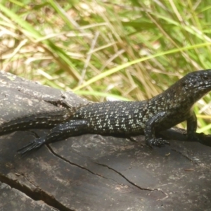 Egernia cunninghami at Paddys River, ACT - 21 Jan 2017 12:00 AM