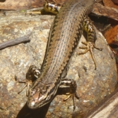 Eulamprus heatwolei (Yellow-bellied Water Skink) at Paddys River, ACT - 21 Jan 2017 by Christine