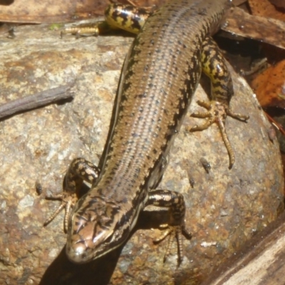 Eulamprus heatwolei (Yellow-bellied Water Skink) at Paddys River, ACT - 20 Jan 2017 by Christine