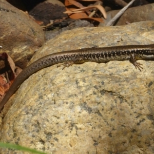 Eulamprus heatwolei at Paddys River, ACT - 21 Jan 2017 12:00 AM