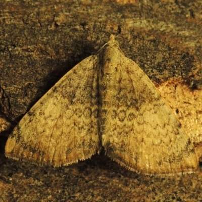 Chrysolarentia mecynata (Mecynata Carpet Moth) at Pollinator-friendly garden Conder - 1 May 2015 by michaelb