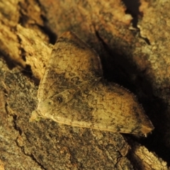 Chrysolarentia mecynata at Conder, ACT - 2 May 2015