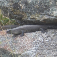 Egernia cunninghami (Cunningham's Skink) at Wayo, NSW - 27 Jan 2017 by Christine