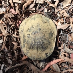 Chelodina longicollis (Eastern Long-necked Turtle) at Gungahlin, ACT - 12 Oct 2017 by CedricBear