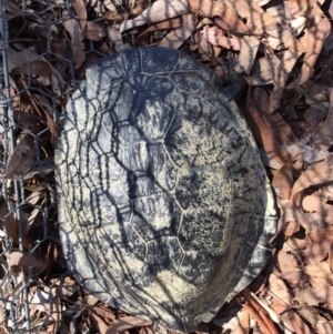 Chelodina longicollis at Gungahlin, ACT - 12 Oct 2017 10:46 AM