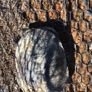 Chelodina longicollis at Gungahlin, ACT - 12 Oct 2017