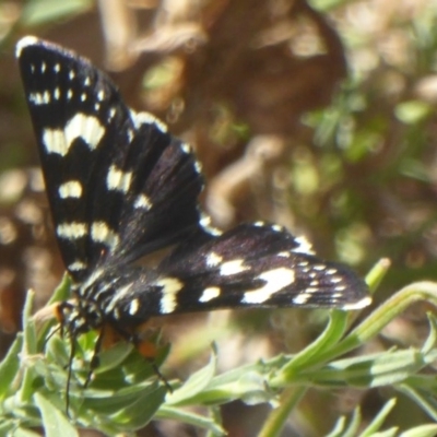 Phalaenoides tristifica (Willow-herb Day-moth) at Forde, ACT - 22 Feb 2017 by Christine