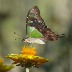 Graphium macleayanum (Macleay's Swallowtail) at Acton, ACT - 22 Feb 2017 by Christine