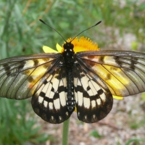 Acraea andromacha at Acton, ACT - 5 Mar 2011